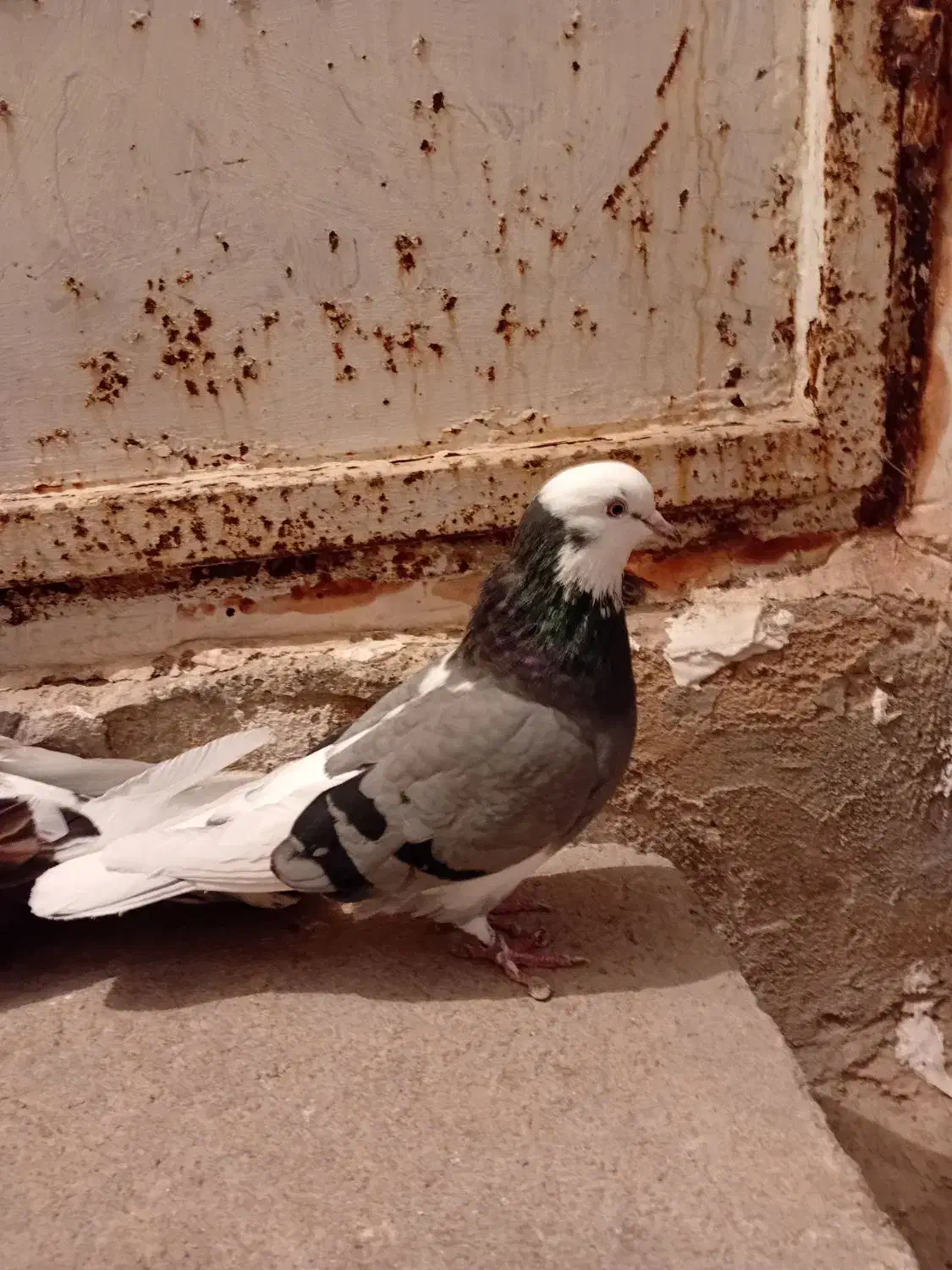 کبوتر شازده سرول درجه یک جفت با جوجه دوکت سبز|پرنده|ابهر, |دیوار