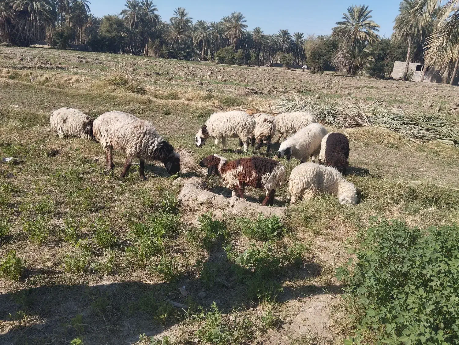 ۸ تا میش ماده چاق مالداری دو قلوزا یکی نر|حیوانات مزرعه|ایرانشهر, |دیوار