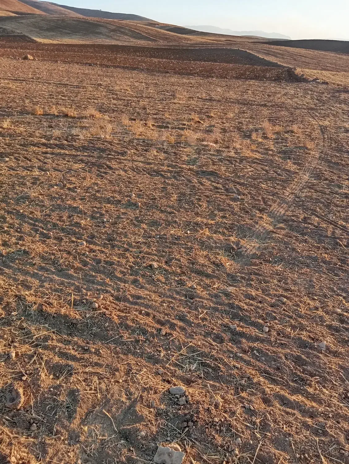 زمین کشاورزی دیم|فروش زمین و ملک کلنگی|سیلاخور, |دیوار