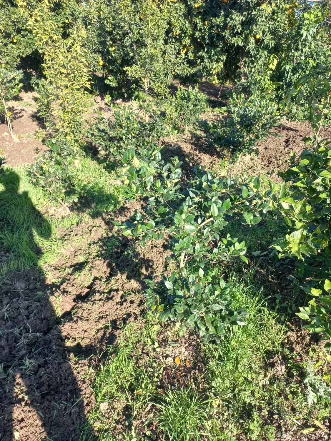 فروش گل یاس هلندی|گل و گیاه طبیعی|قائمشهر, |دیوار