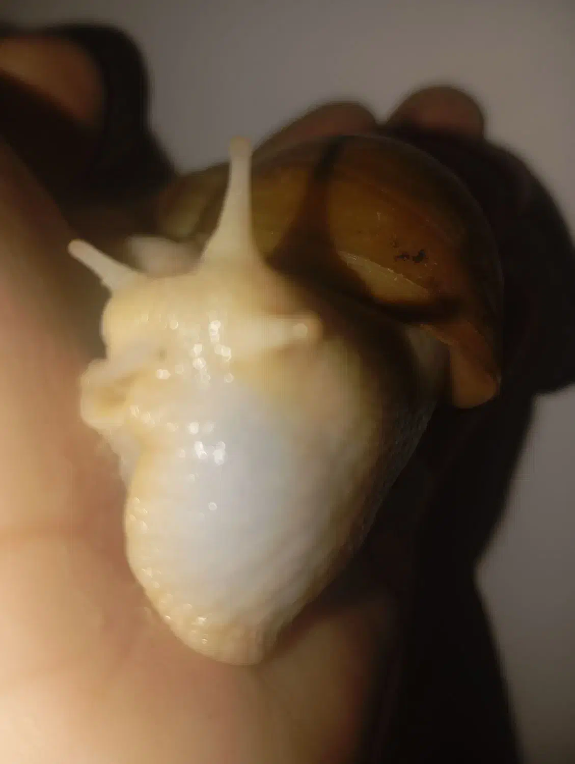 حلزون(اجتینا)|خزنده|ارومیه, |دیوار