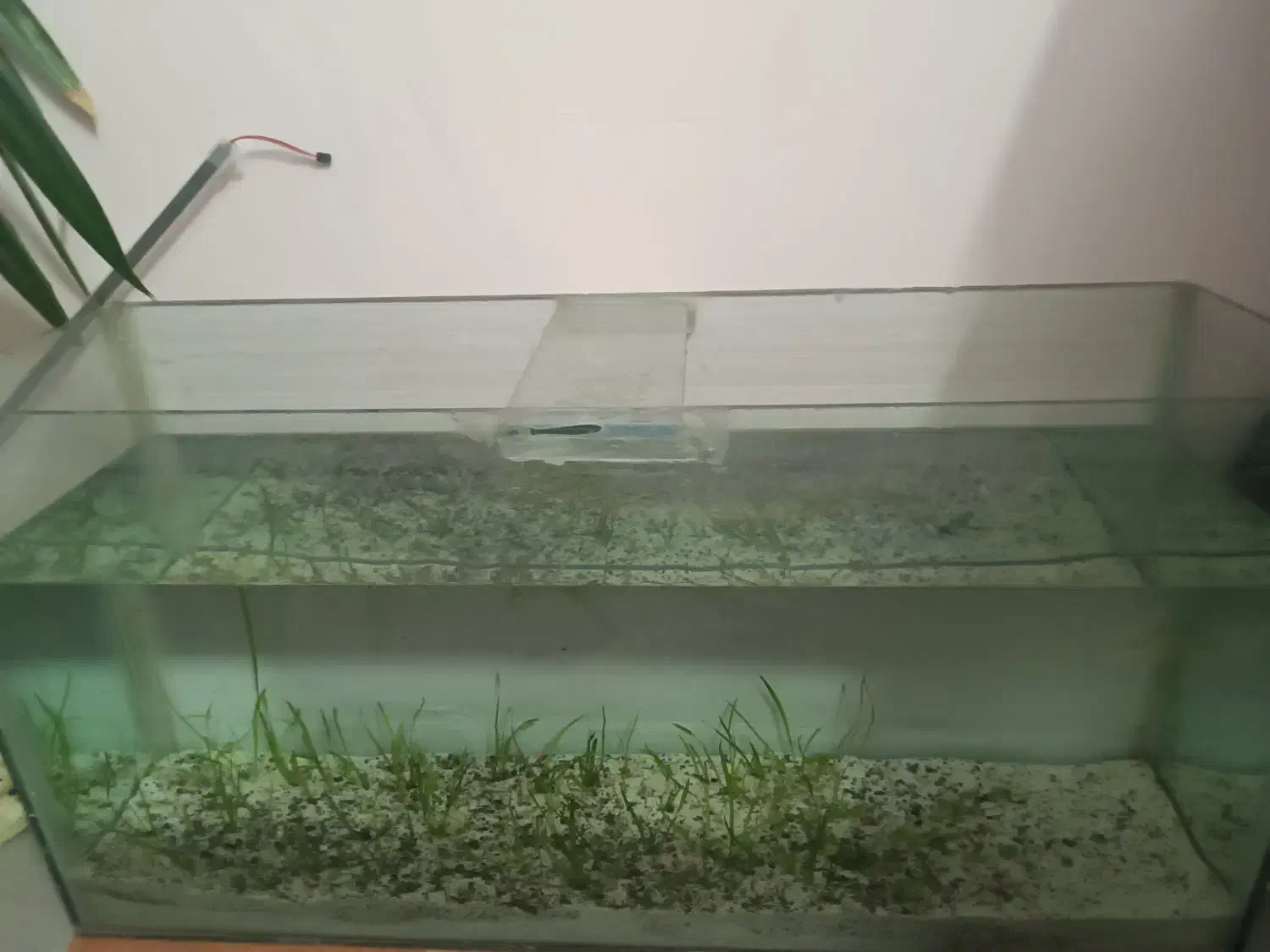 اکواریوم بزرگ|ماهی|نیشابور, گنبد سبز|دیوار