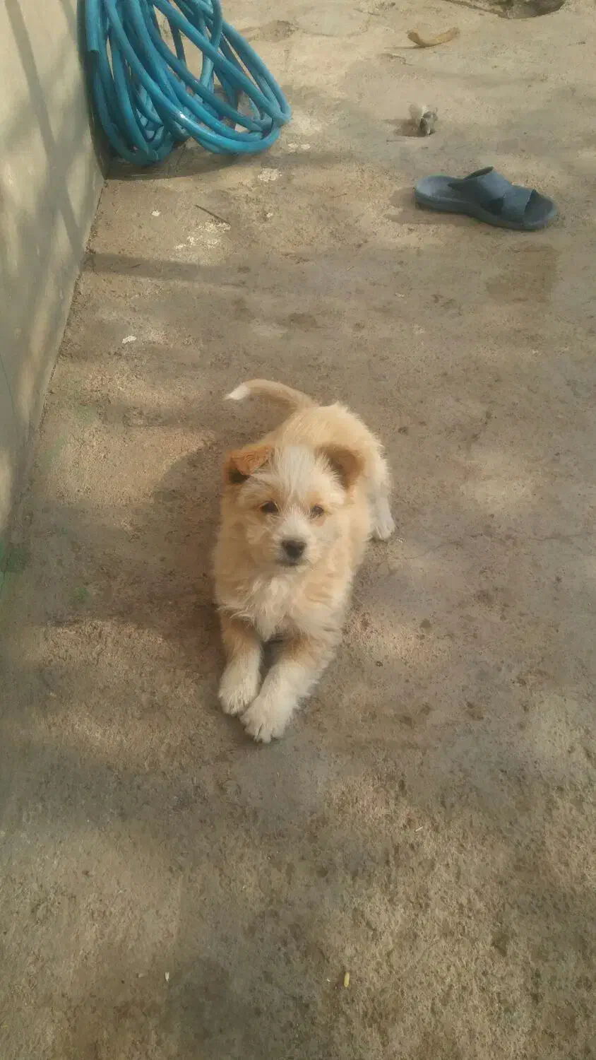 یک عدد سگ پاکوتاه|سگ|سربیشه, |دیوار