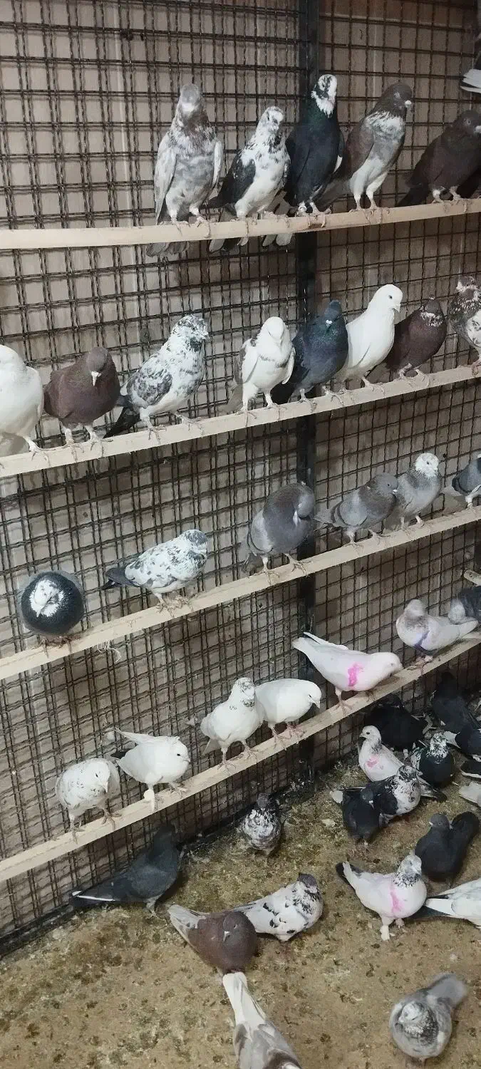 کبوتر|پرنده|نظرآباد, رسالت|دیوار