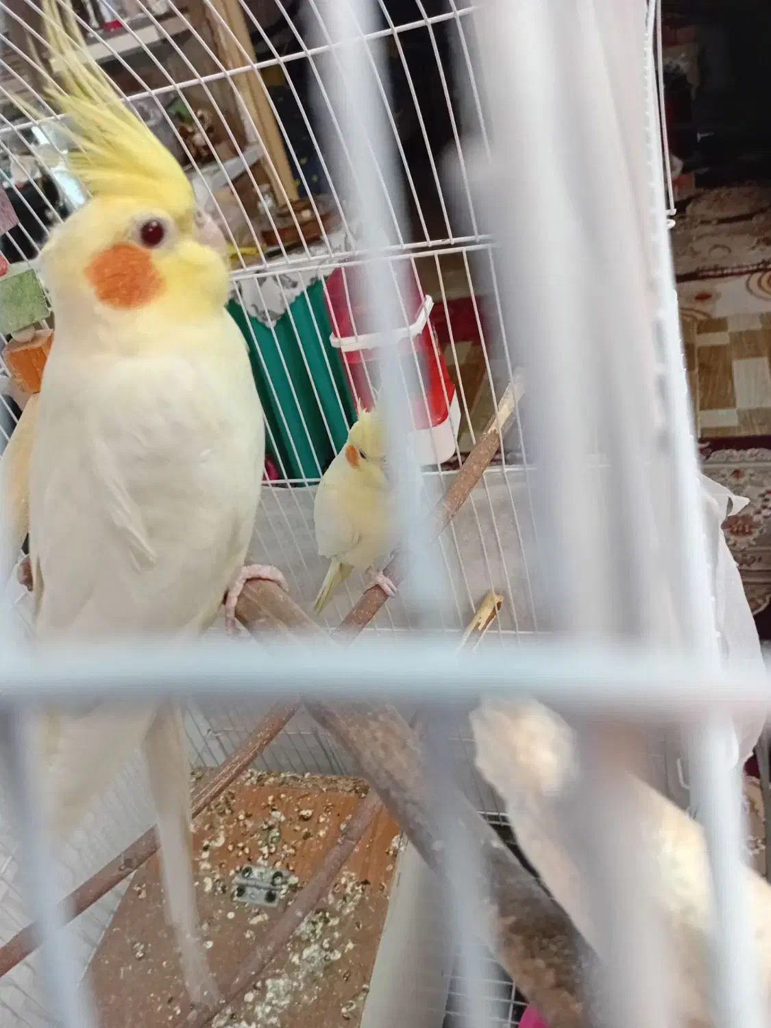 عروس هلندی|پرنده|چناران, |دیوار