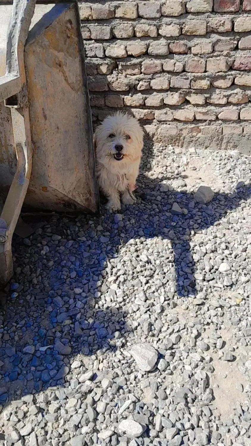 حیوان سگ|سگ|کرمان, |دیوار