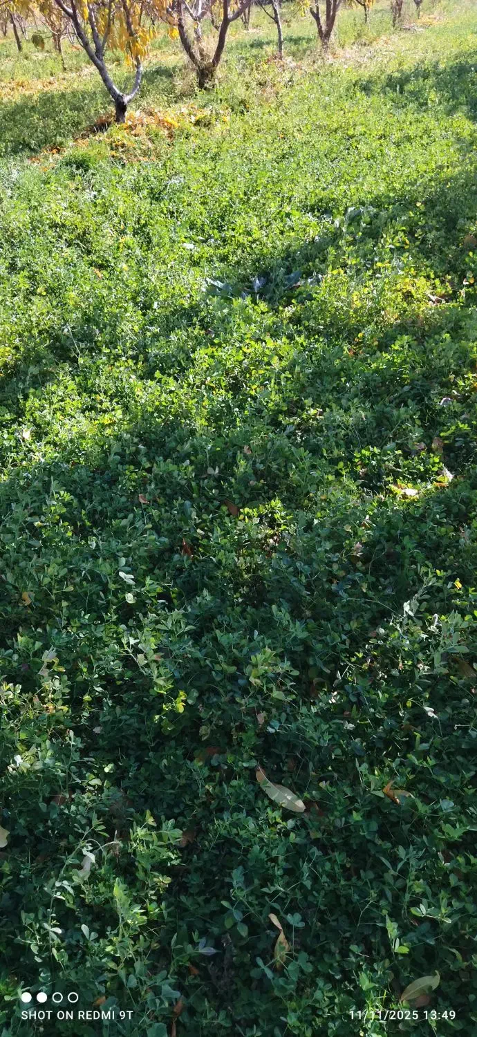 یونجه تازه یک ونیم طناب|لوازم جانبی حیوانات|نوشین شهر, |دیوار