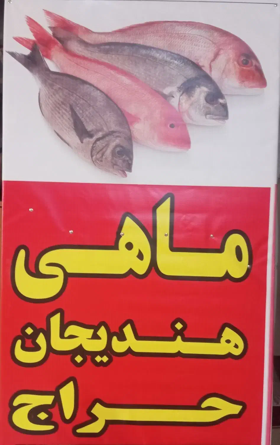 انواع ماهی حراج شد|ماهی|رامهرمز, |دیوار