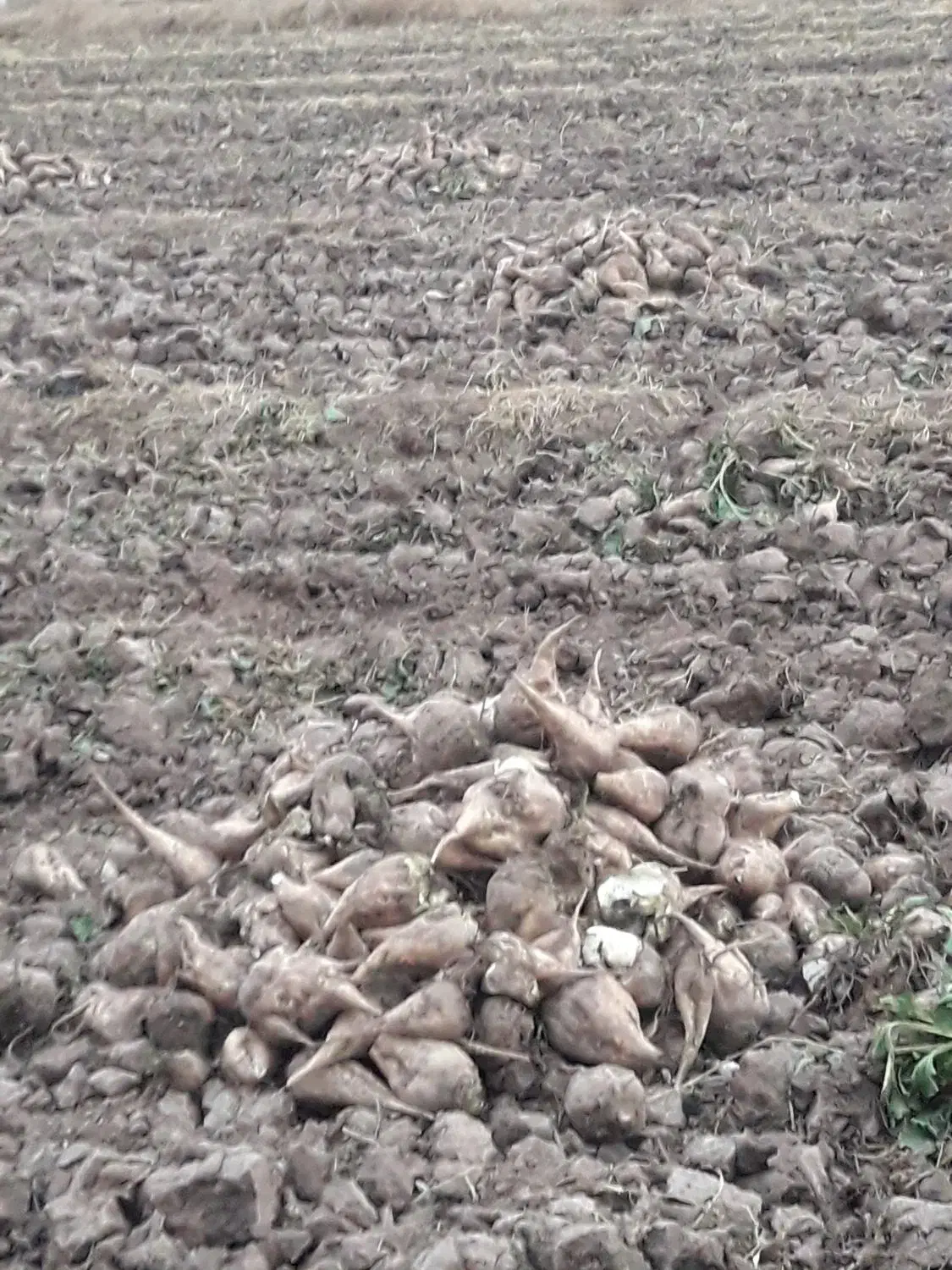 چغندر|لوازم جانبی حیوانات|خوی, |دیوار