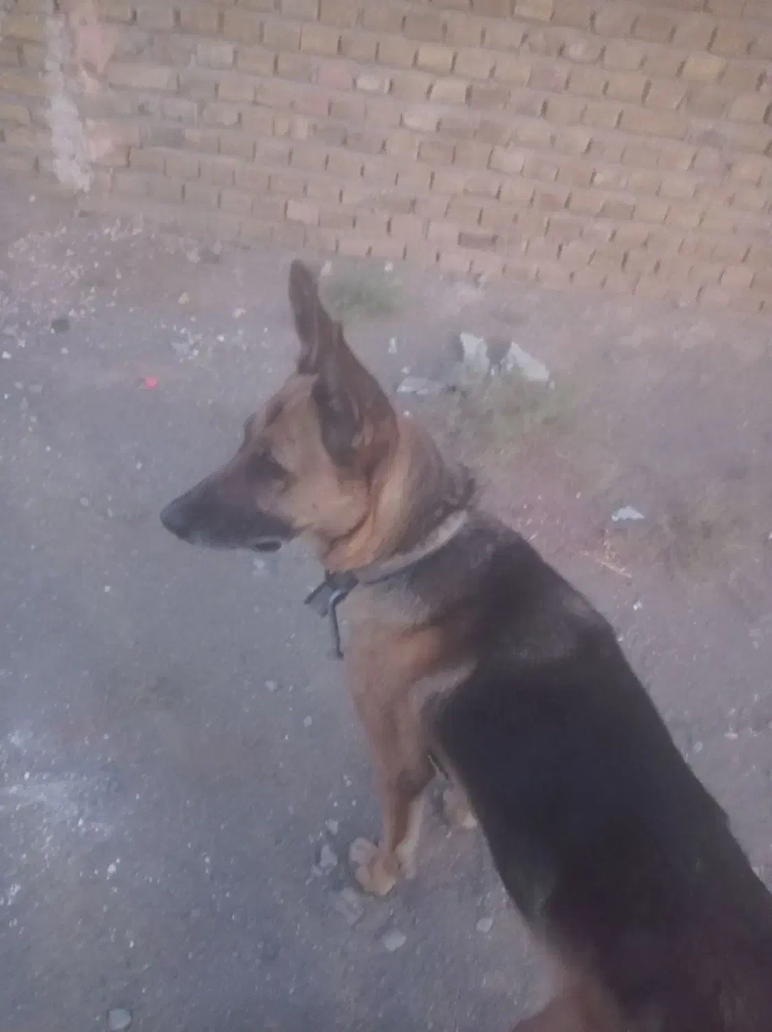 ژرمن سگ|سگ|سبزوار, گلشن|دیوار