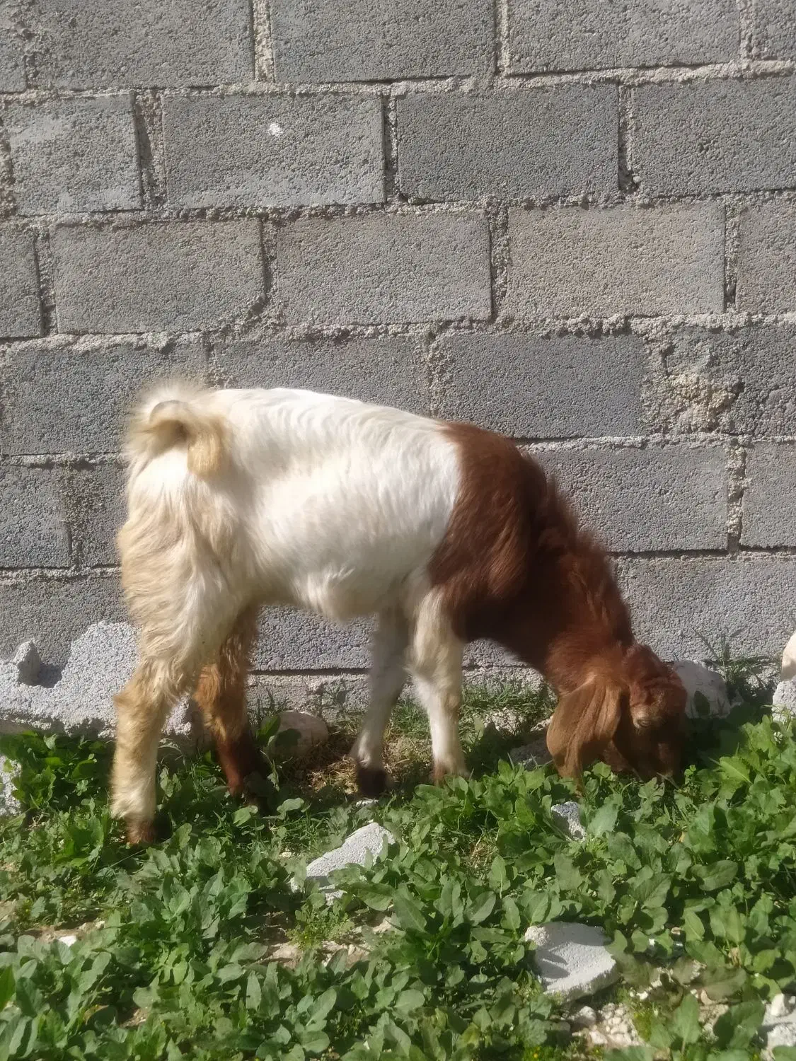 چند کهره نر در جم|حیوانات مزرعه|جم, |دیوار