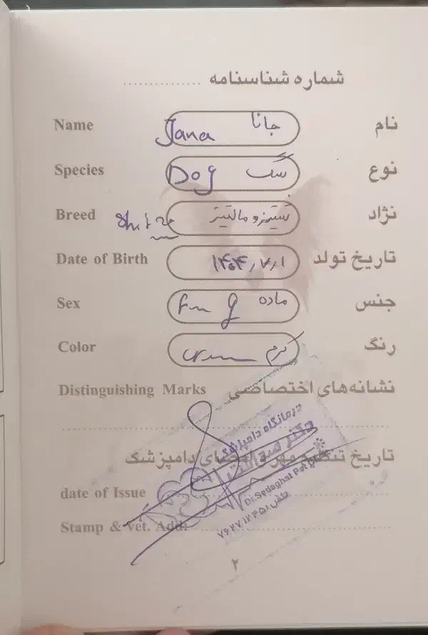 توله سگ دوماهه ماده|سگ|پردیس, فاز ۸|دیوار