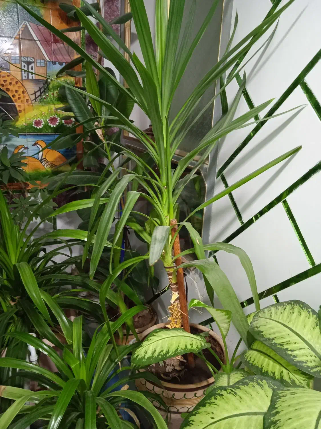 گل های طبیعی زیبا|گل و گیاه طبیعی|دهدشت, |دیوار