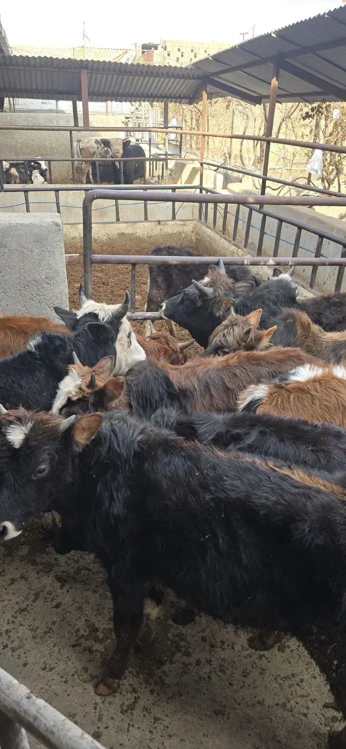 گوساله گیلدورگ در وزن ۱۰۰ و ۱۵۰ کیلو|حیوانات مزرعه|پیشوا, |دیوار