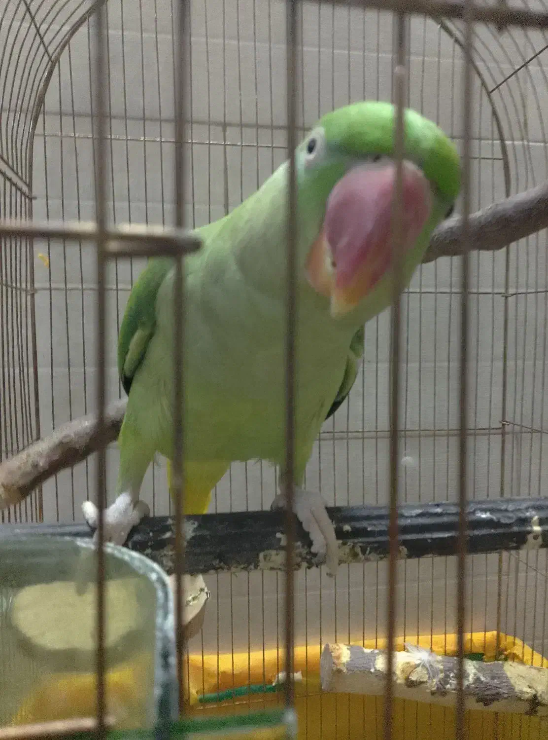 یک جفت شاه طوطی و ماده ملنگو|پرنده|اردکان, |دیوار