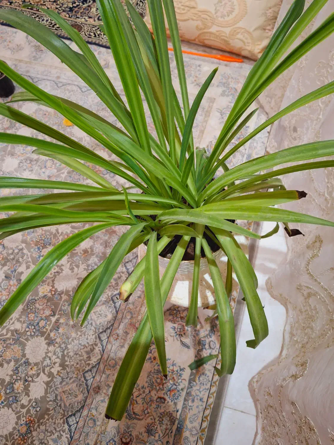 گل مصنوعی|گل مصنوعی|نورآباد, |دیوار