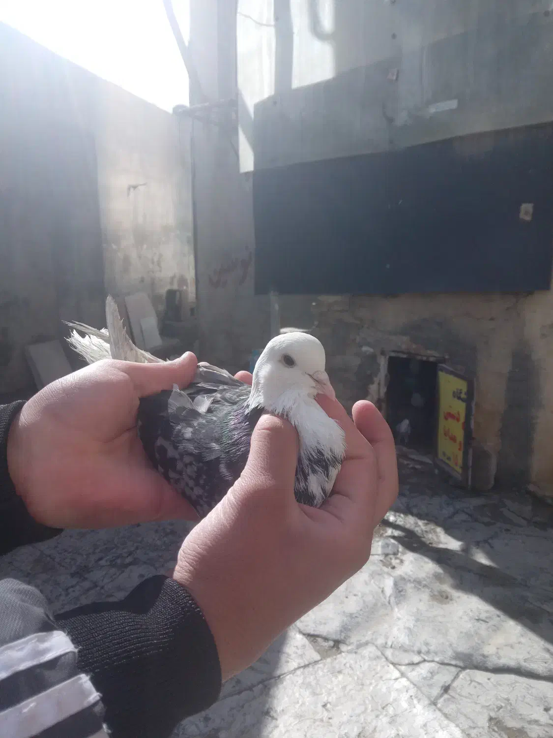 یک عدد کبوتر پیدا شده|حیوانات|بانه, |دیوار