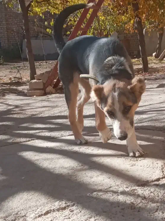 سک نگهبان نر|سگ|اراک, |دیوار