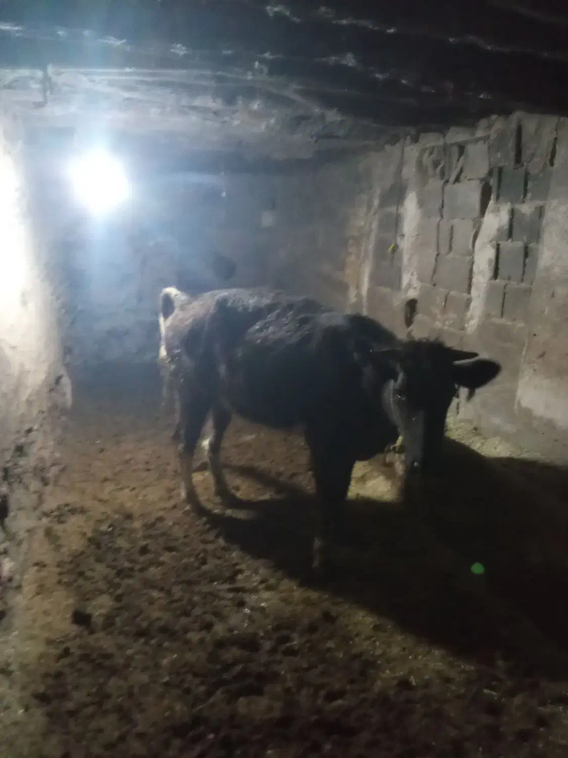 گاواول شکم7ماه ابستن باگوساله ماده|حیوانات مزرعه|بیجار, |دیوار