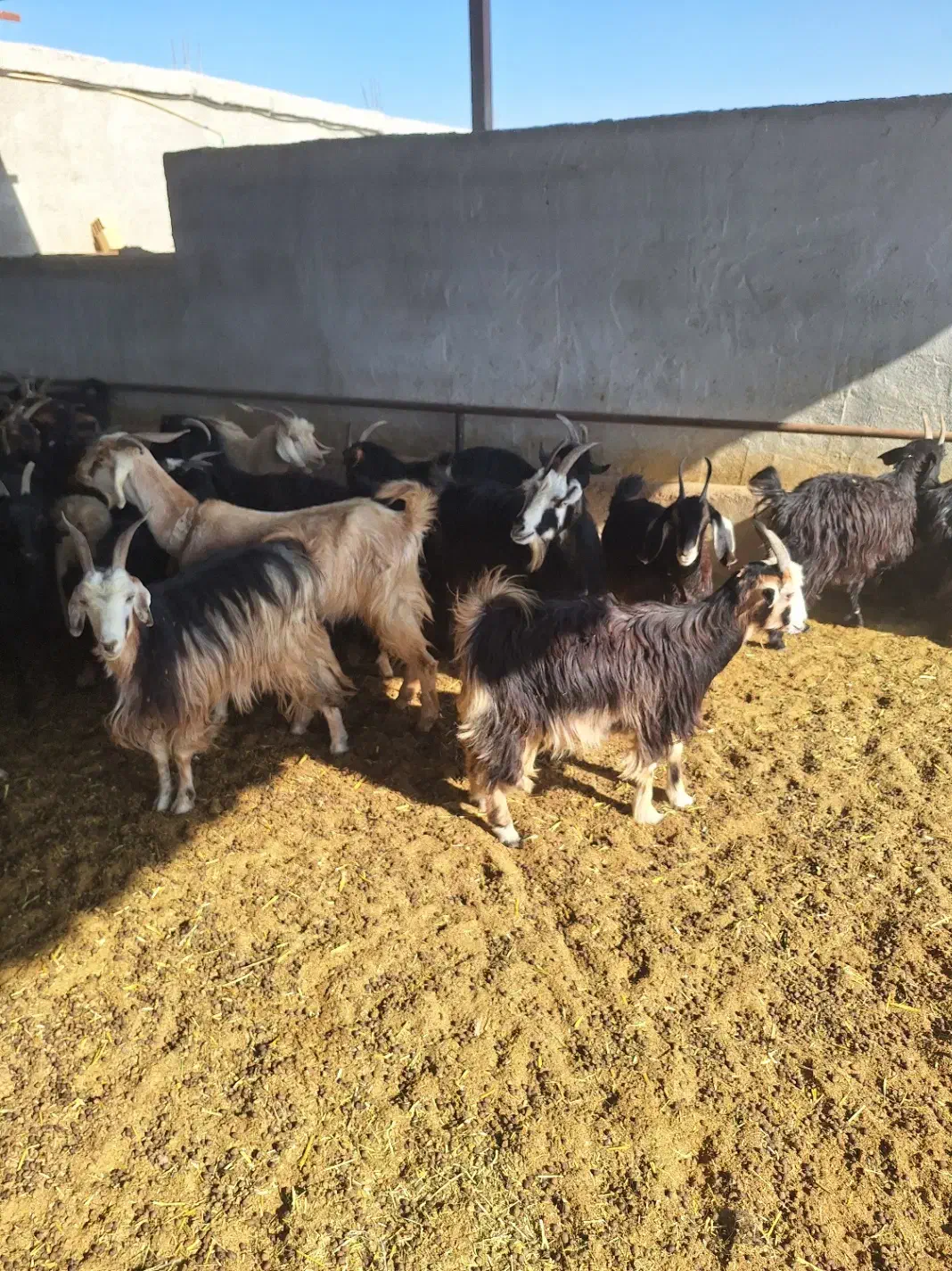 گوسفند|حیوانات مزرعه|مرودشت, دولت آباد|دیوار