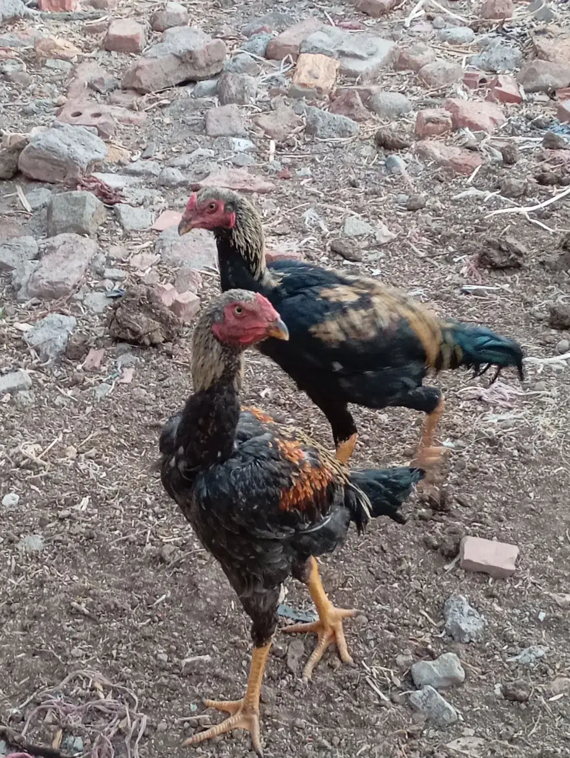 جوجه لاری افغانی|حیوانات مزرعه|گوگان, |دیوار