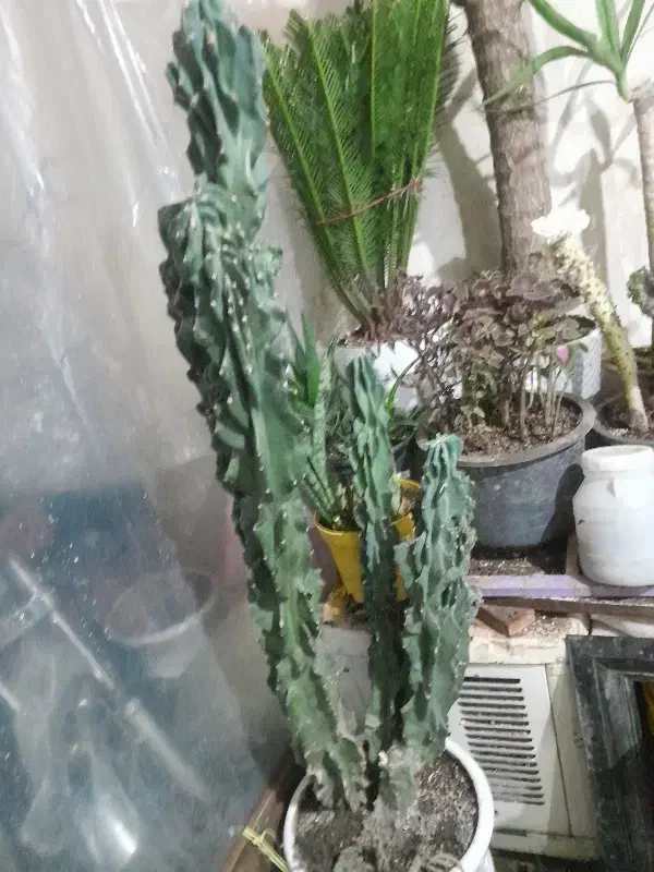 کاکتوس صخره ای ۱۸ساله باقدبالای یک متر|گل و گیاه طبیعی|خوی, |دیوار