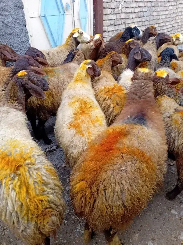 43راس گوسفندمیش با بره|حیوانات مزرعه|کلیائی, |دیوار