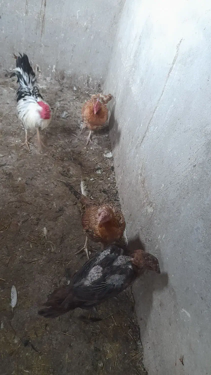 مرغ تخمگذار|حیوانات مزرعه|سهند, |دیوار