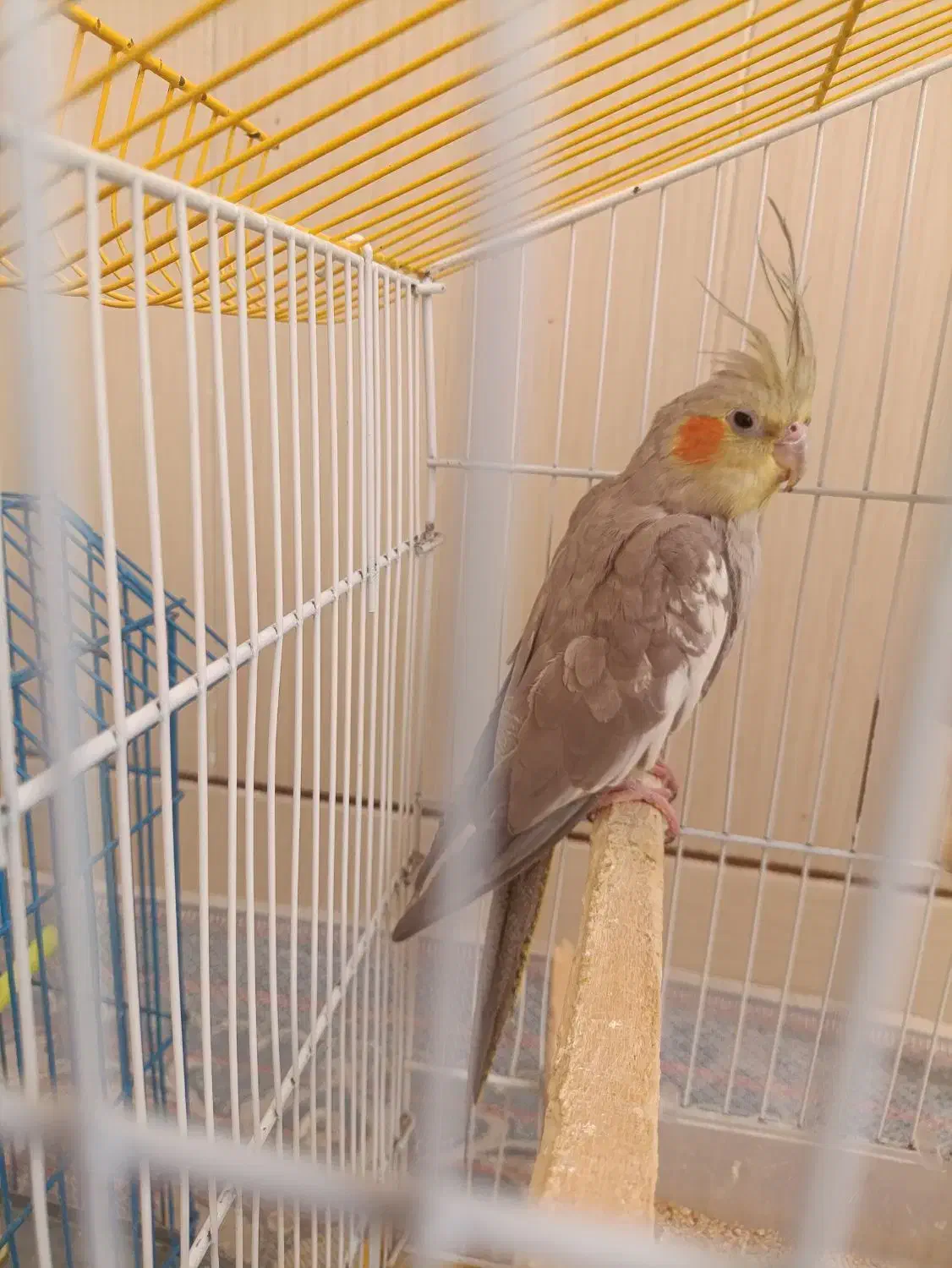 عروس هلندی|پرنده|بافق, |دیوار