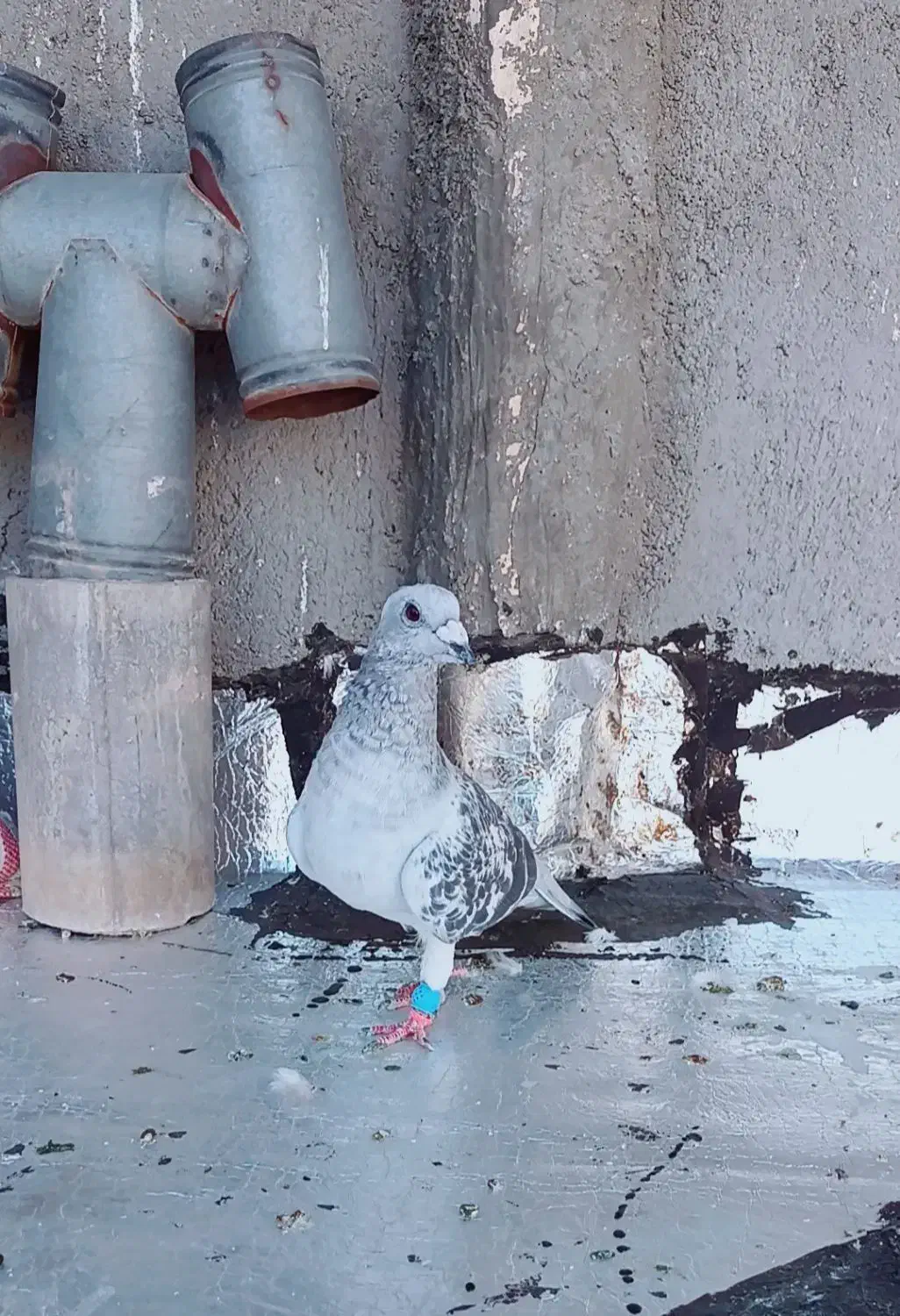 کرمونی|پرنده|تربت‌حیدریه, حاجی یار‎|دیوار