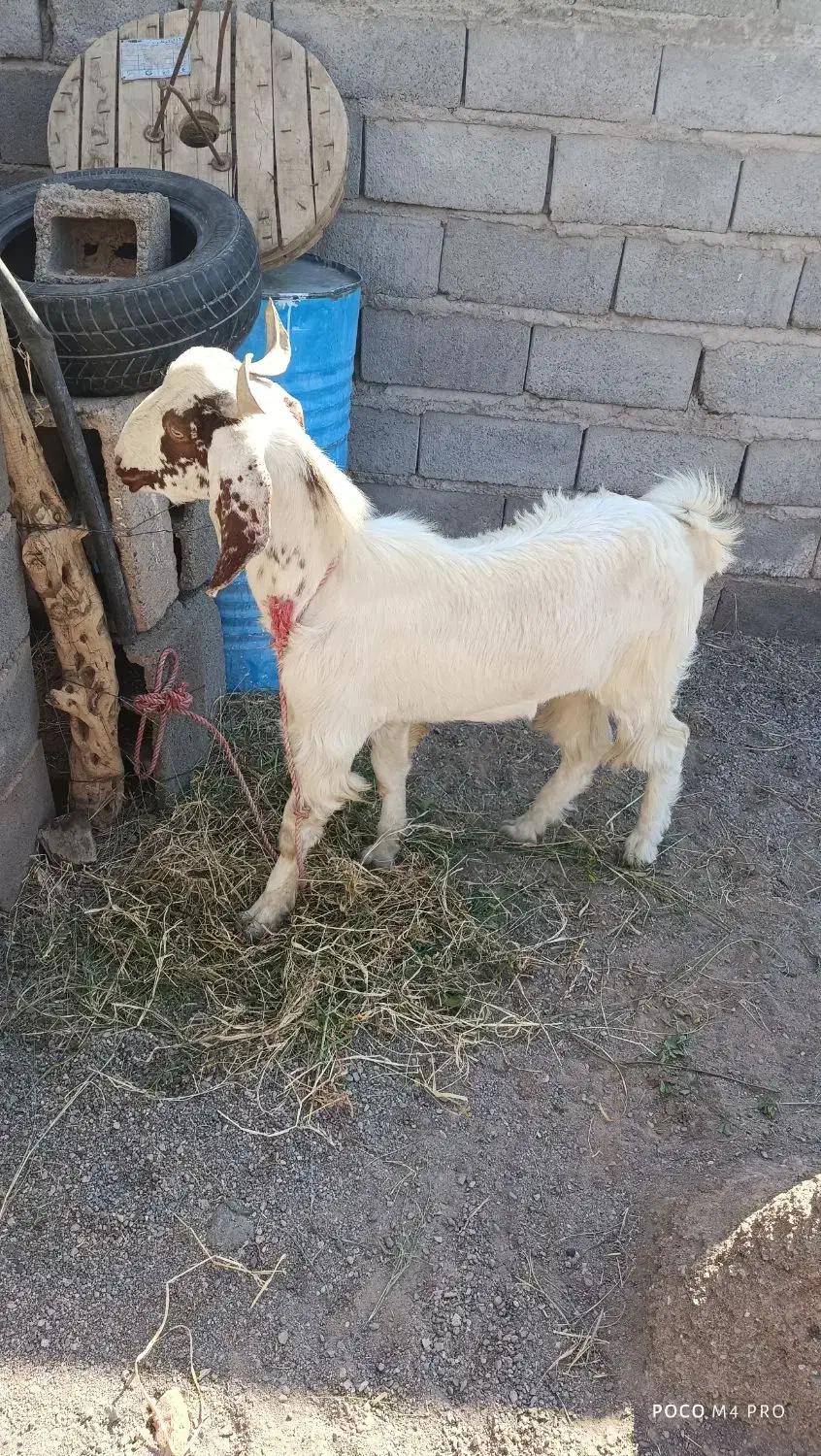 کره رشتی نر|حیوانات مزرعه|فهرج, |دیوار