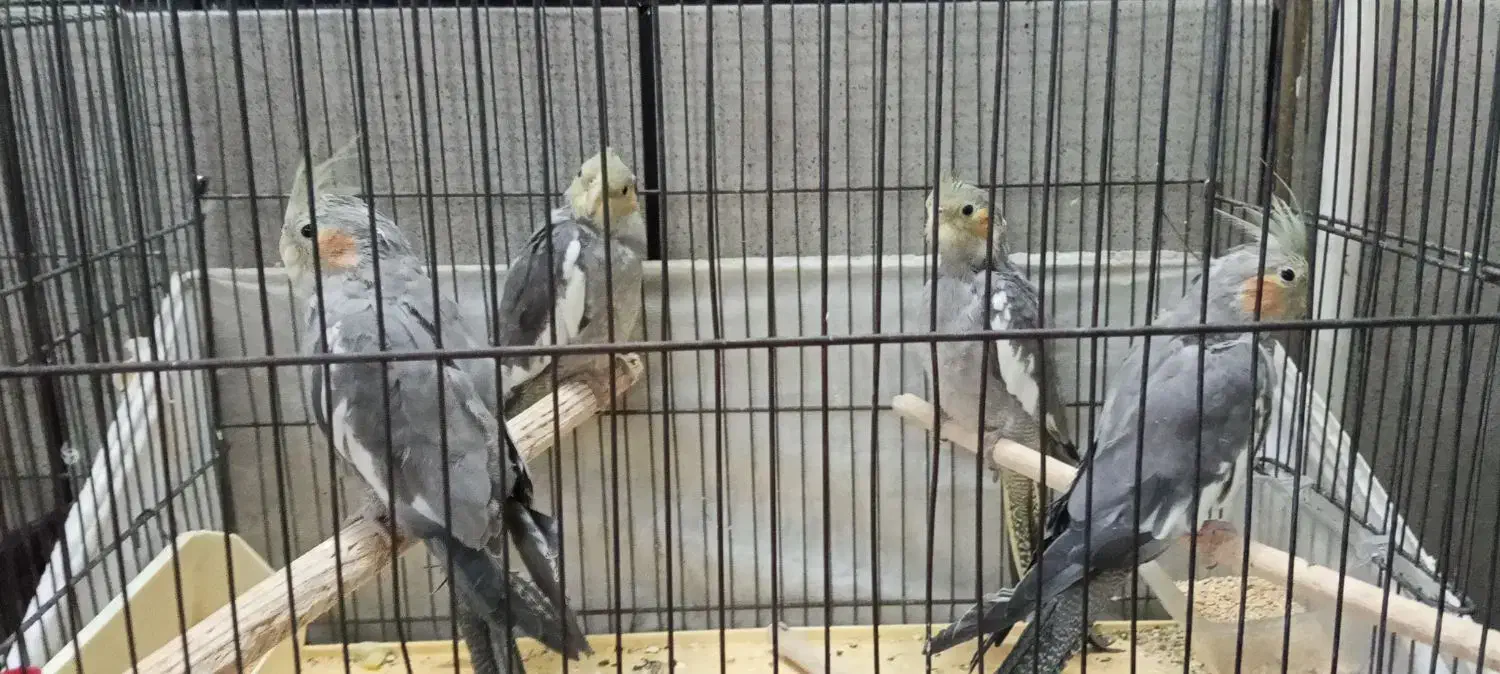 عروس هلندی با تخم و جوجه|پرنده|قم, شهرک سازمان آب|دیوار