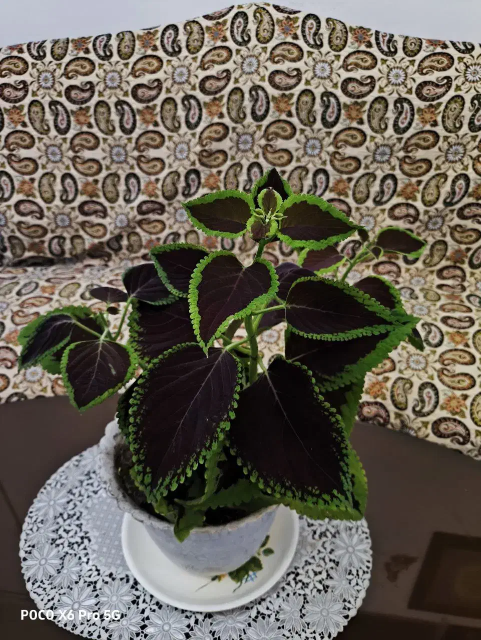 گل حسن یوسف زیبا پهن‌برگ|گل و گیاه طبیعی|کرمانشاه, |دیوار