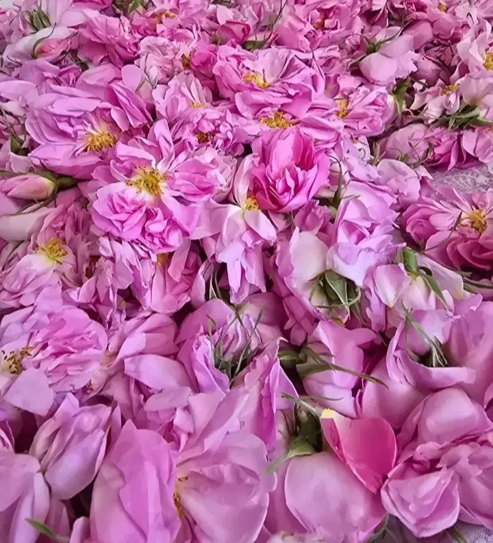 گل محمدی|خوردنی و آشامیدنی|قروه, |دیوار