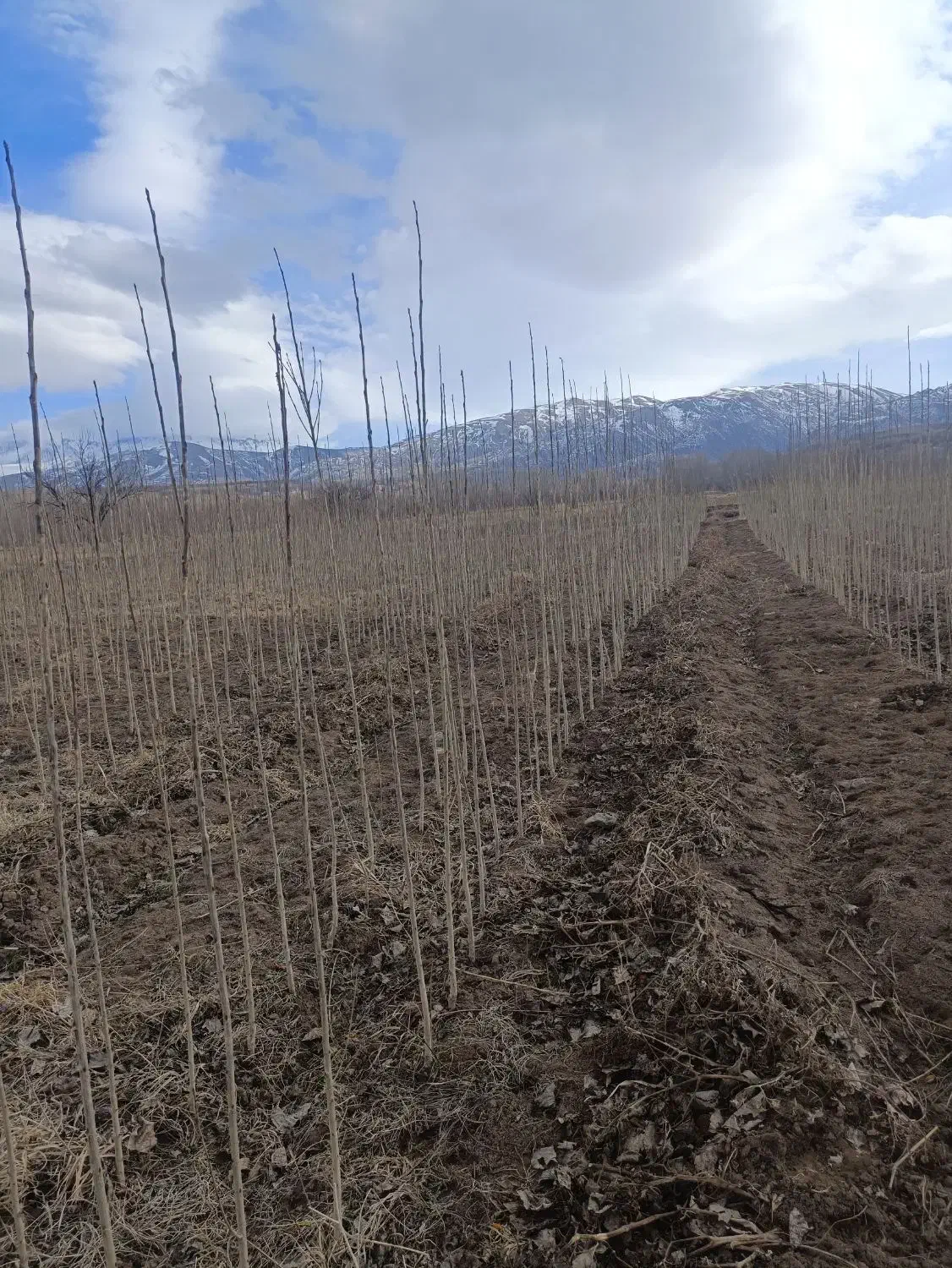 صنوبر|خدمات باغبانی و درختکاری|قصابه, |دیوار