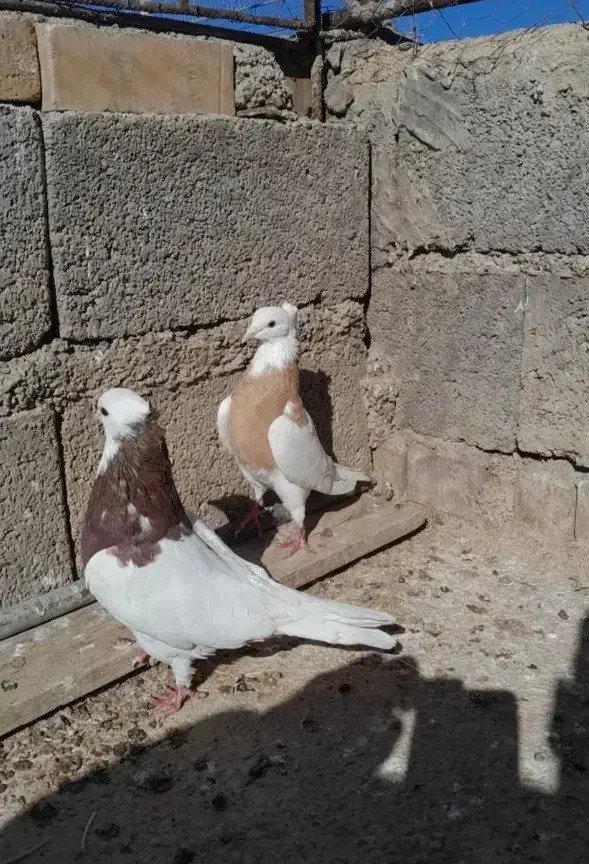 مجسمه طوقی|مجسمه، تندیس، ماکت|زابل, |دیوار