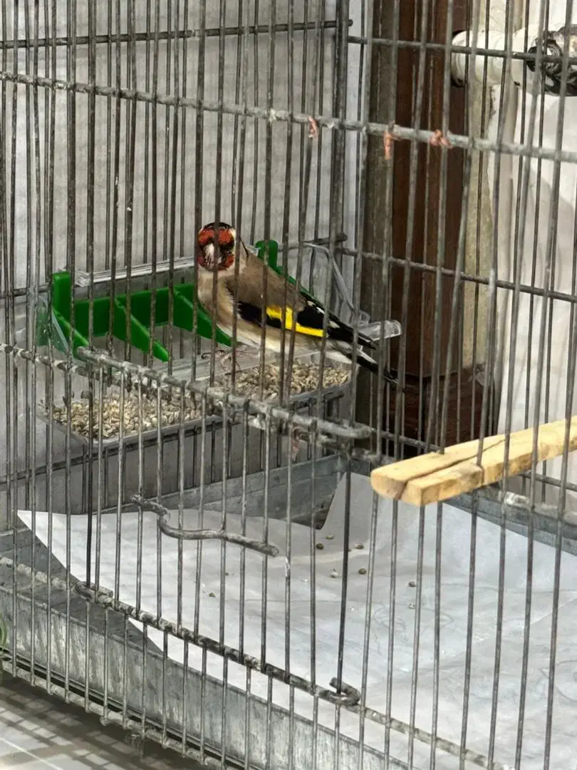 سهره|پرنده|ری, صفاییه (چشمه علی)|دیوار