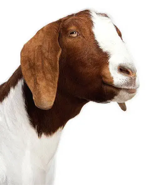 گوسفند زنده ماده افشاری ۹ ماهه|حیوانات مزرعه|لواسان, |دیوار