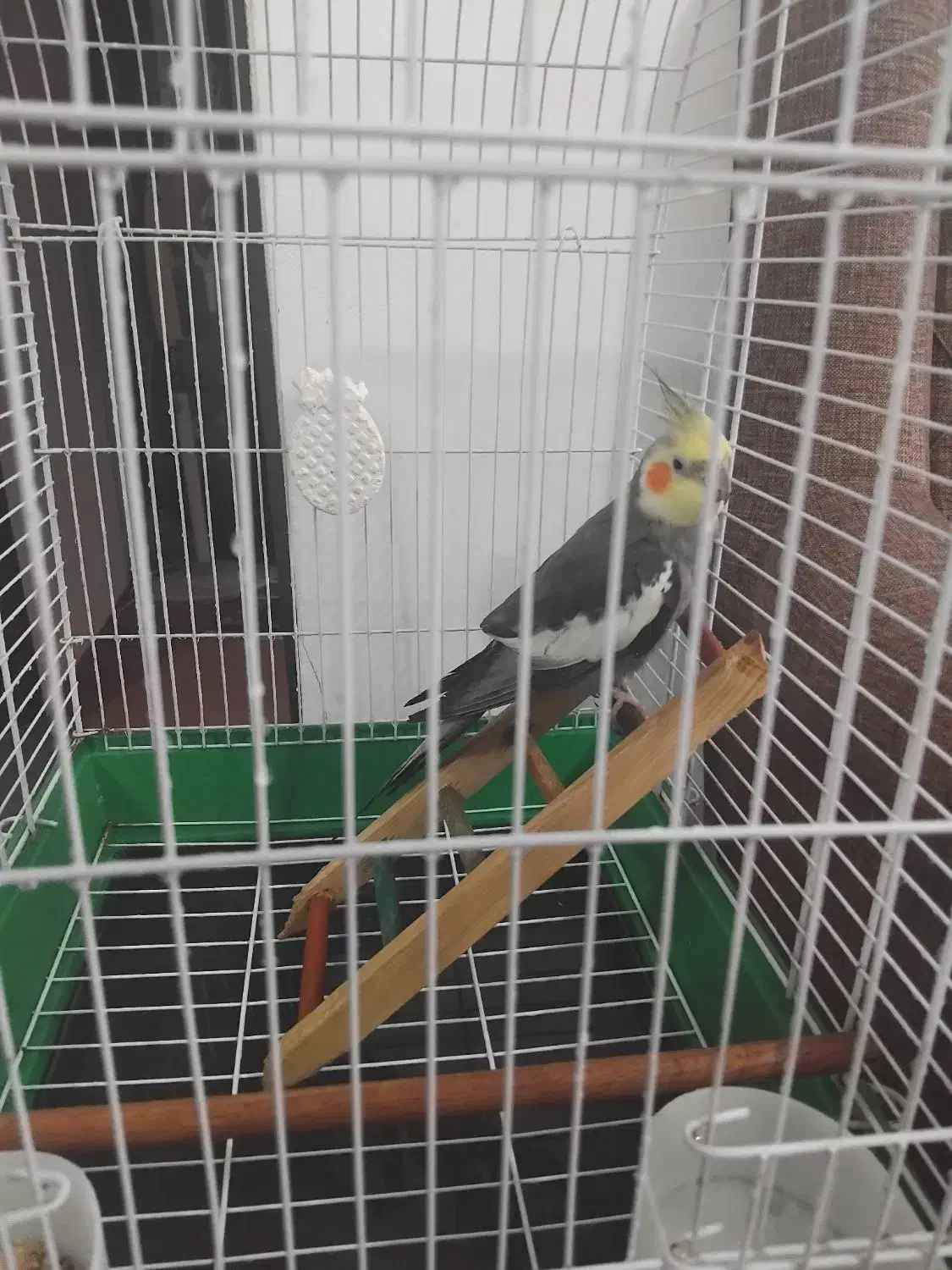 فروش عروس هلندی|پرنده|نوشهر, |دیوار