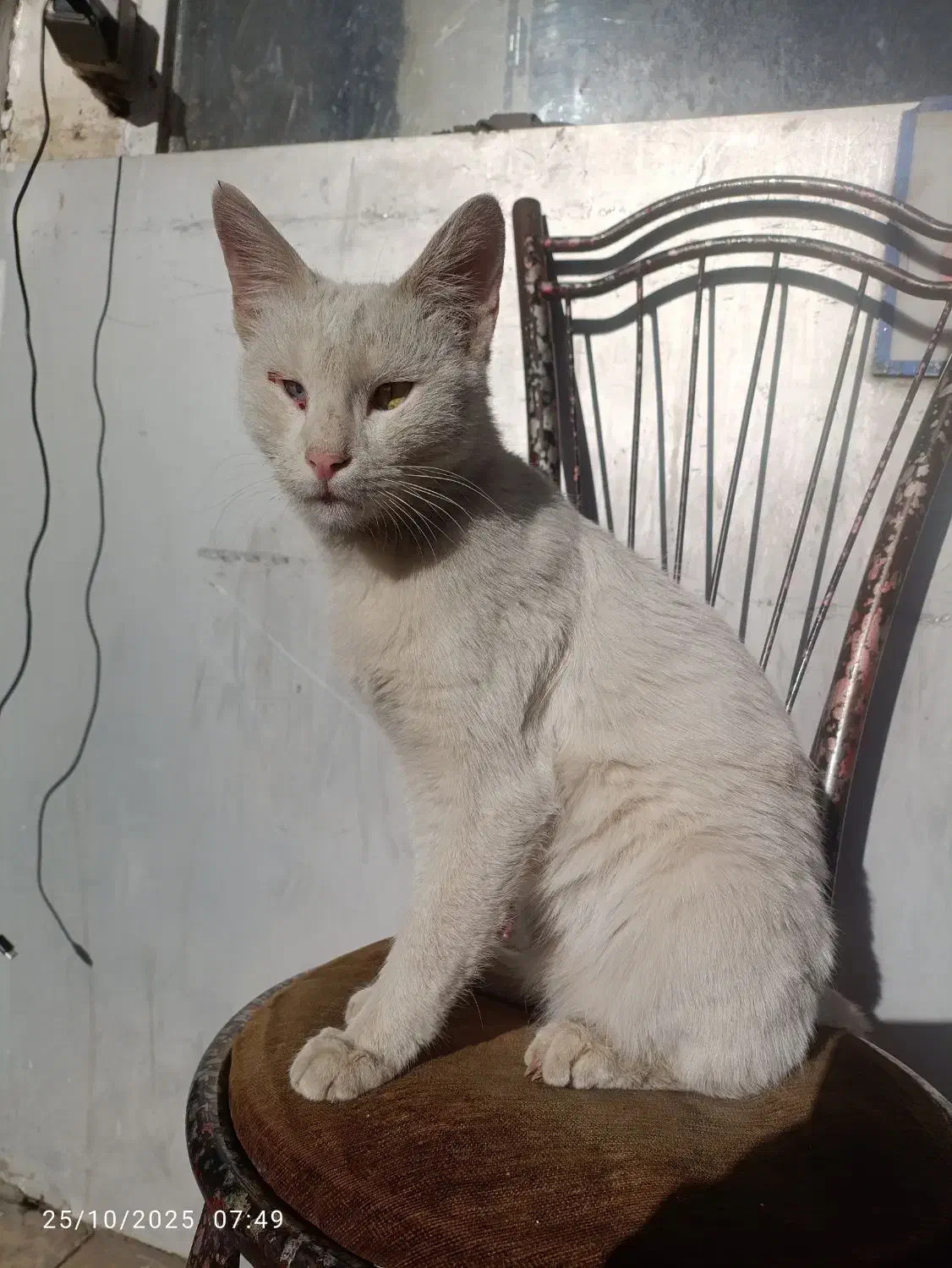 گربه فروشی خونه کی|گربه|زبرخان, |دیوار