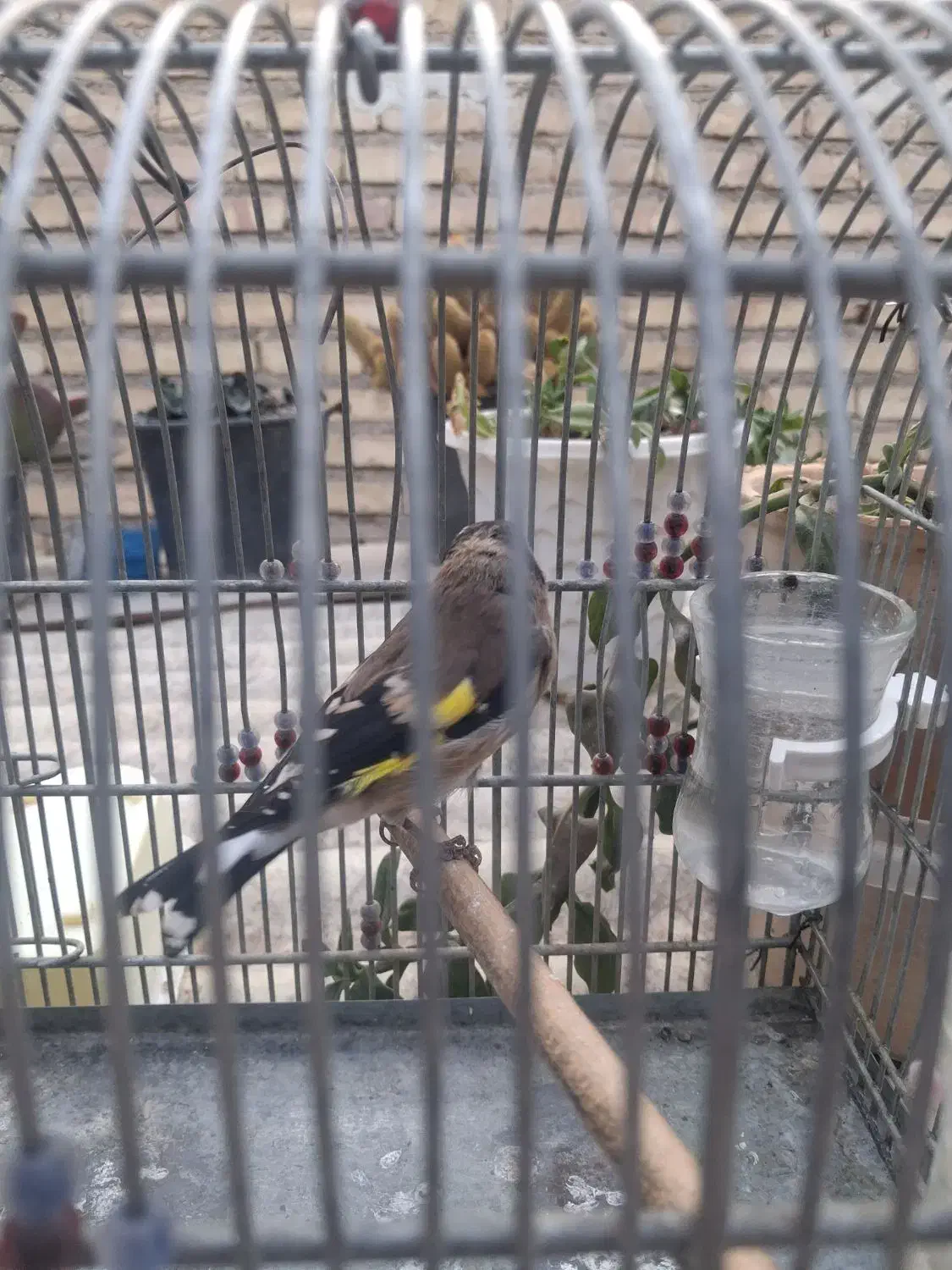 سهره رسمی ماده|پرنده|اصفهان, پوریای ولی|دیوار