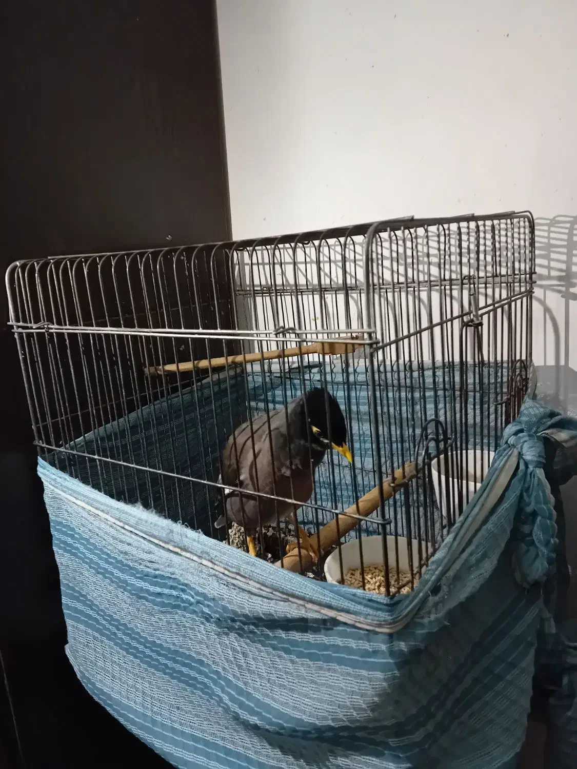 مرغ مینا سخنگو|پرنده|اسلام‌شهر, شهرک سعیدیه|دیوار