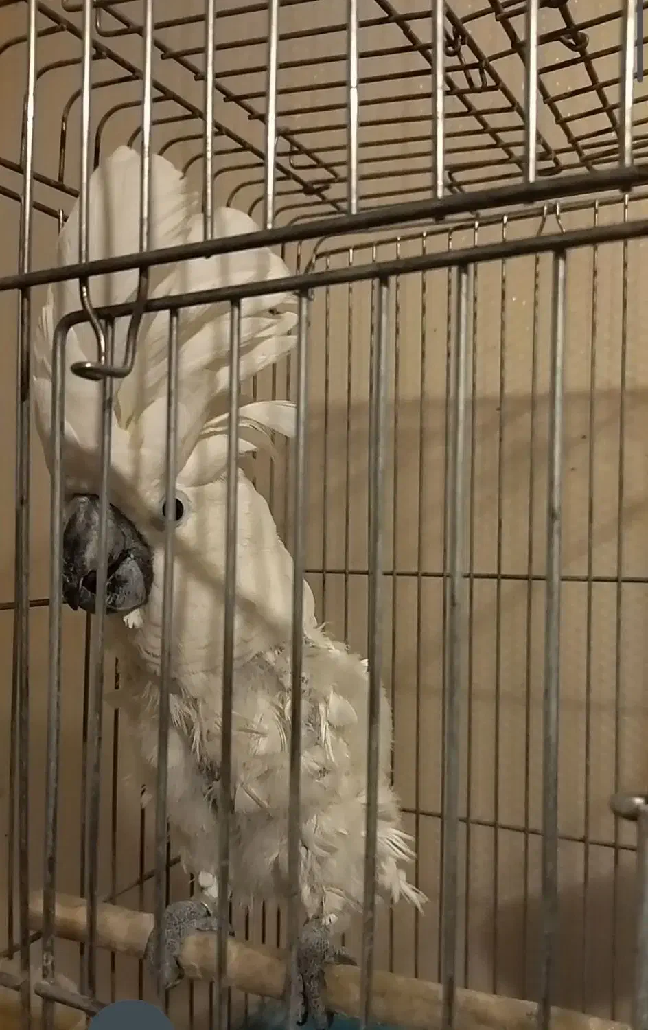 کاکادو آمبرلا ماده بالغ|پرنده|تهران, چیتگر شمالی|دیوار