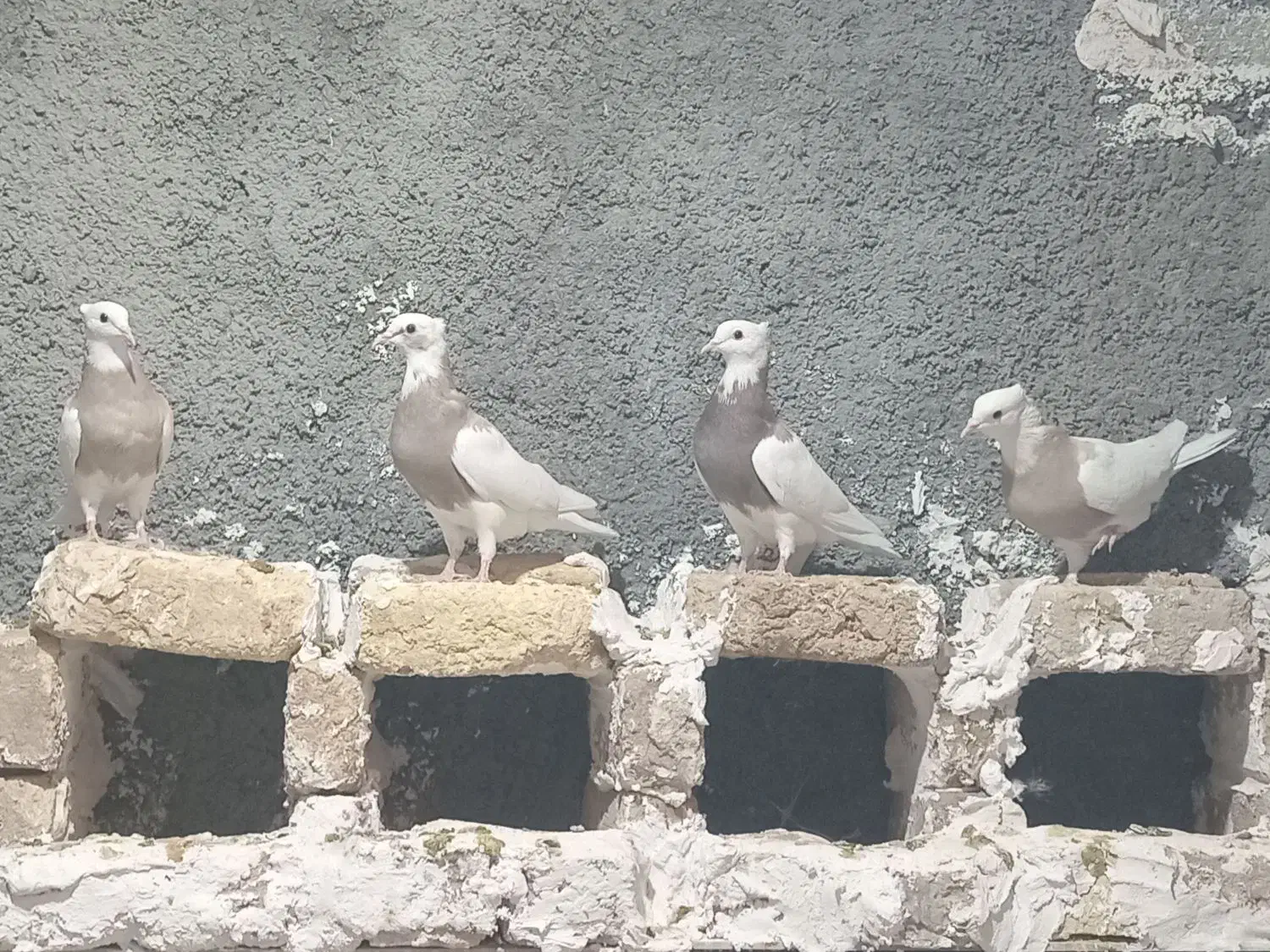 کبوتر‌|پرنده|کرمانشاه, |دیوار