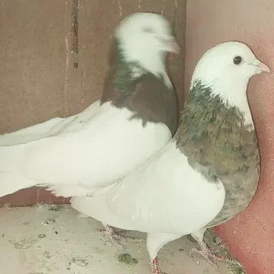 کبوتر کفتر طوقی|پرنده|گلستان (تهران), |دیوار