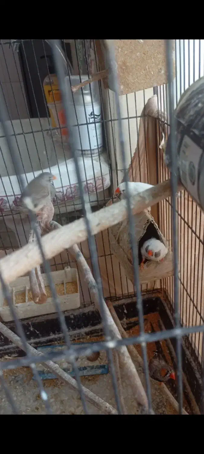 فنچ|پرنده|باقرشهر, |دیوار