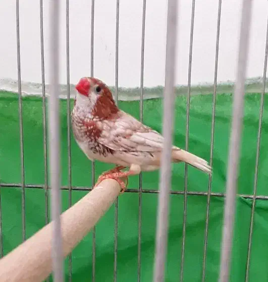 فنج|پرنده|اصفهان, گرکان|دیوار