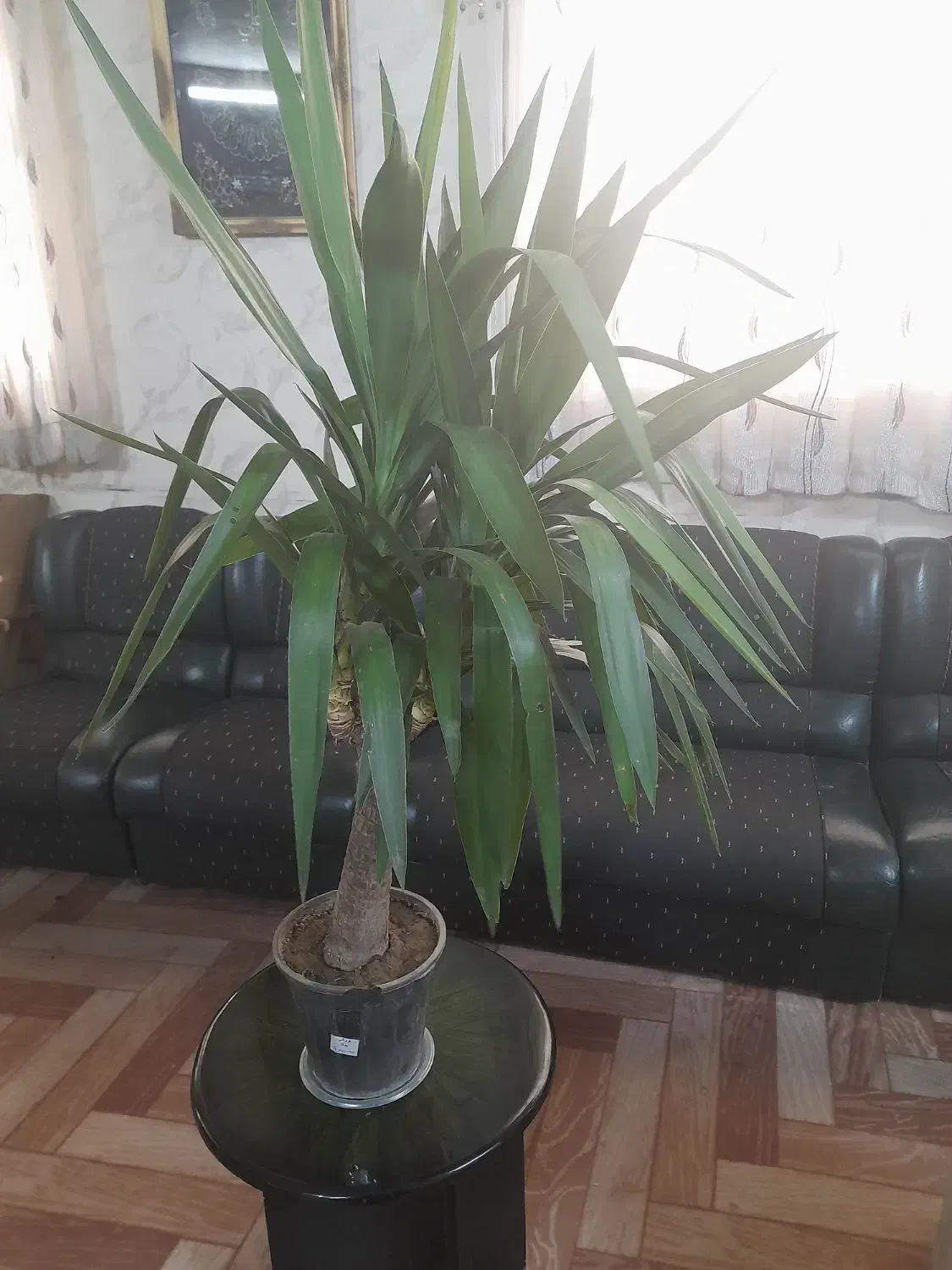 گل طبیعی یوکا|گل و گیاه طبیعی|قم, امامزاده ابراهیم|دیوار