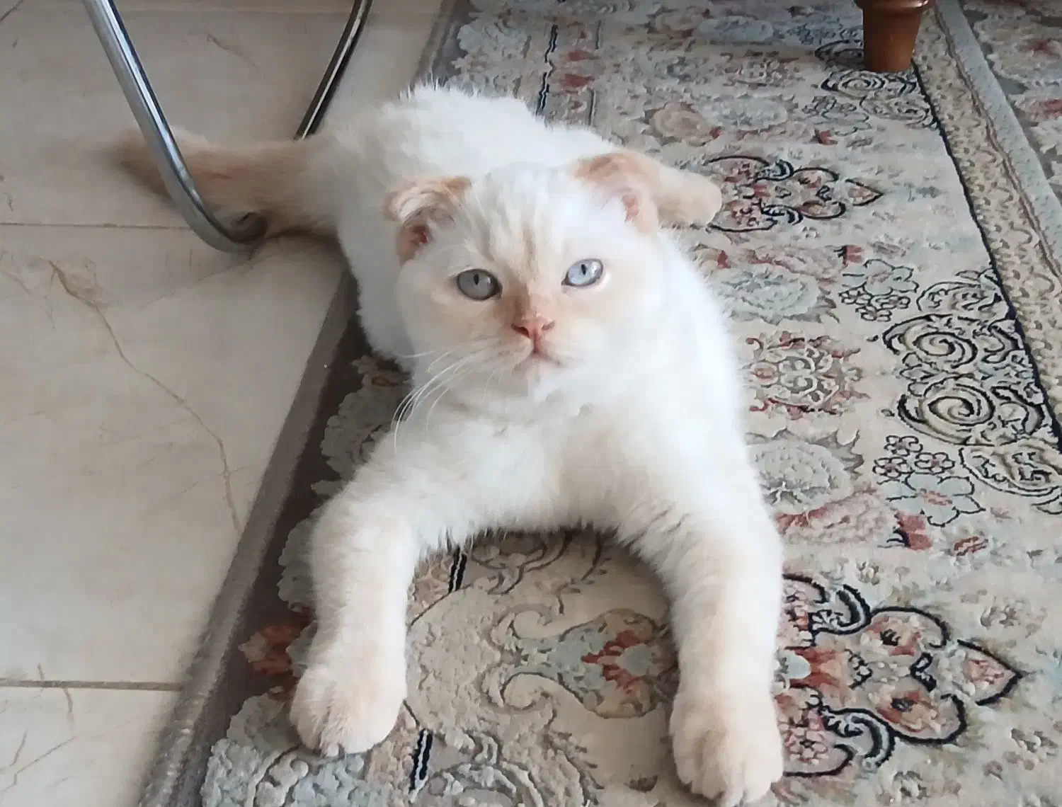 گربه اسکاتیش|گربه|مشهد, امیریه|دیوار