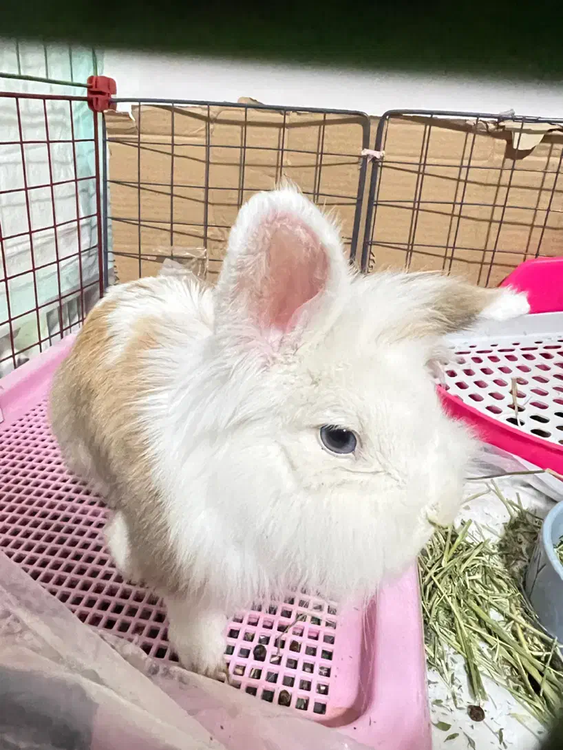 خرگوش لوپ نر|موش و خرگوش|کرمانشاه, |دیوار